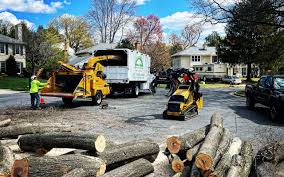 Best Tree Mulching Services  in Adelino, NM