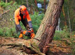 Best Tree Cabling and Bracing  in Adelino, NM