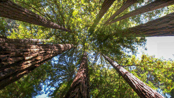 How Our Tree Care Process Works  in  Adelino, NM